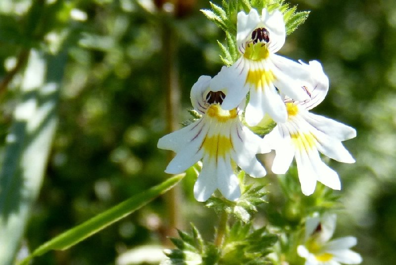 Pozytywne oddziaływanie świetlika